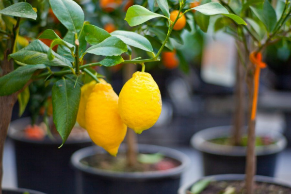 Как вырастить лимон из косточки в домашних условиях: выращивание, посадка и уход