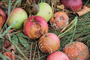 яблоки, пораженные монилиозом фото