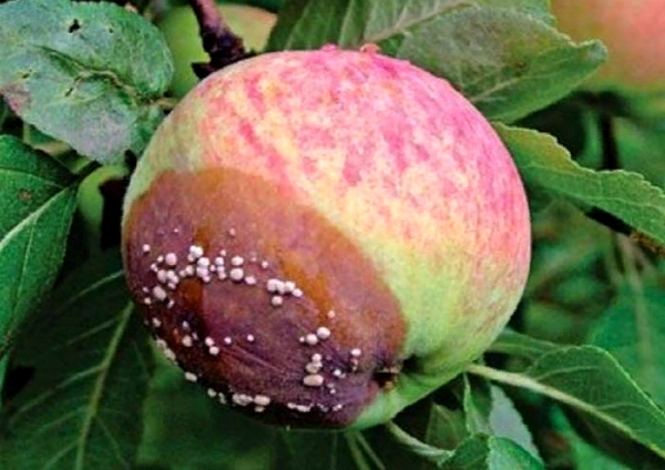 Почему яблоки гниют прямо на дереве и что делать: плодовая гниль – монилиоз