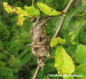 вредители сада осенью – гнездо боярышницы