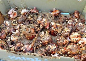 луковицы гладиолусов с детками на зимнее хранение