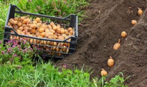 неглубокая посадка картофеля в гребни