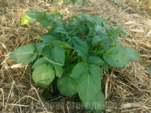 посадка и выращивание картофеля с компостом